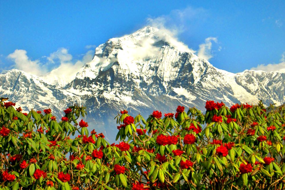 La flore , La flore, Népal , Népal