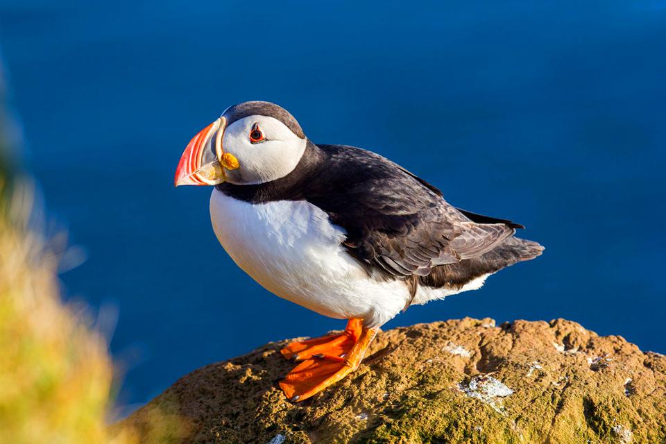 Cual Aves Vive En Noruega