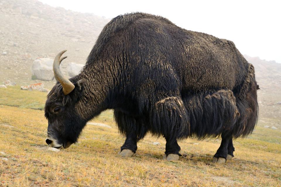 Les gros mammifères de montagne , La faune afghane : le yack des montagnes , Afghanistan