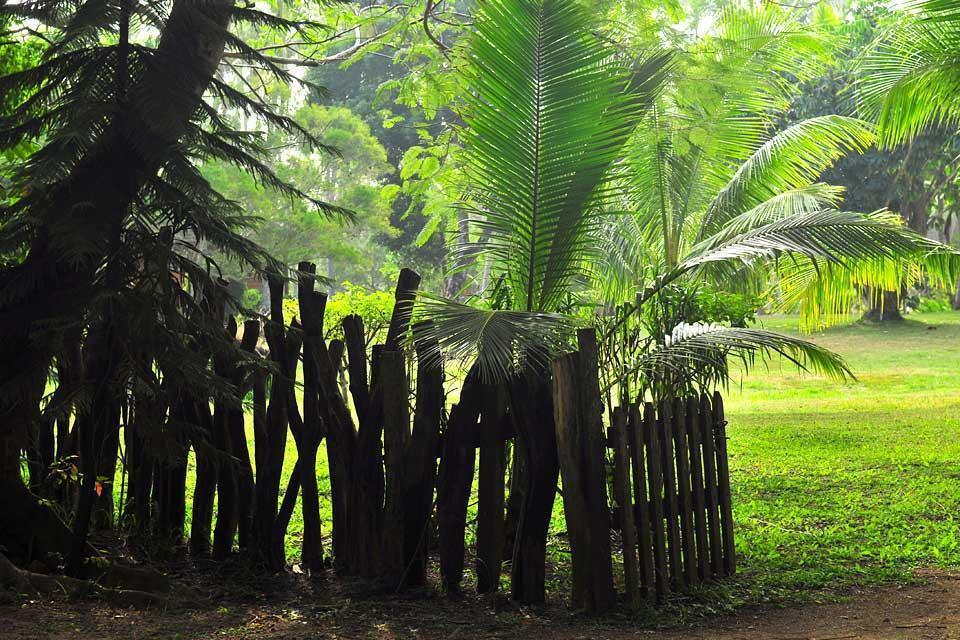 Grande Terre , La flora , Nueva Caledonia