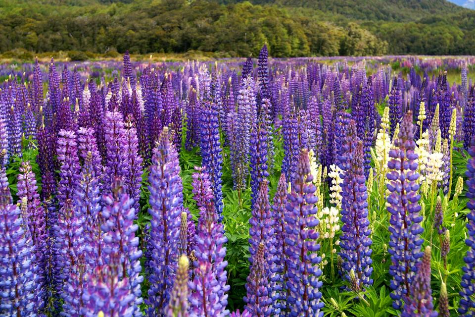 South Island , Fiordland national park , New Zealand