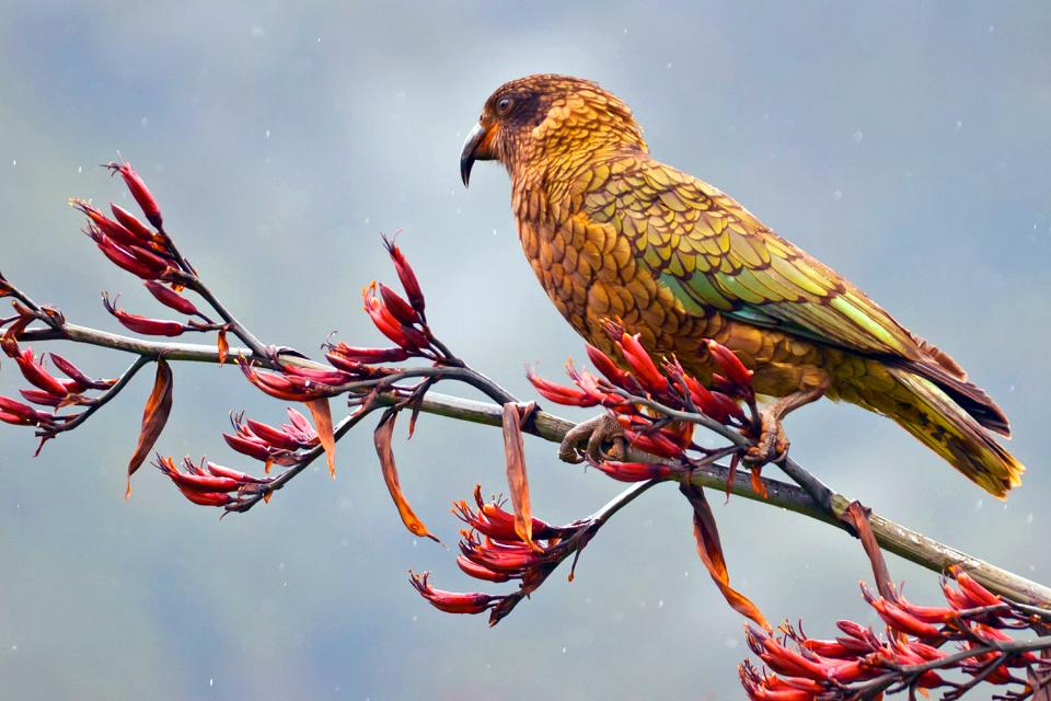 Die Vögel Neuseeland