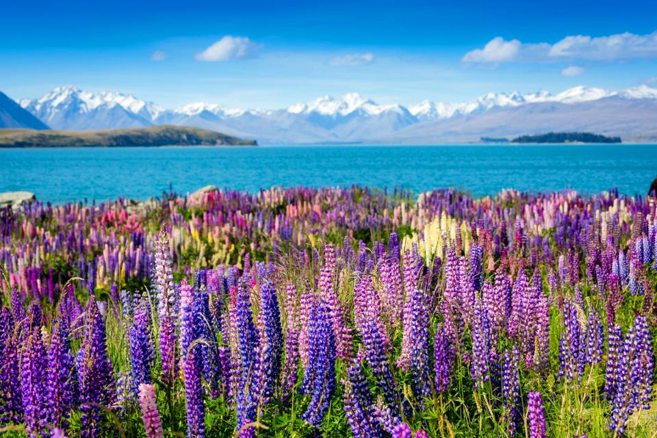 Die Flora , Neuseeland