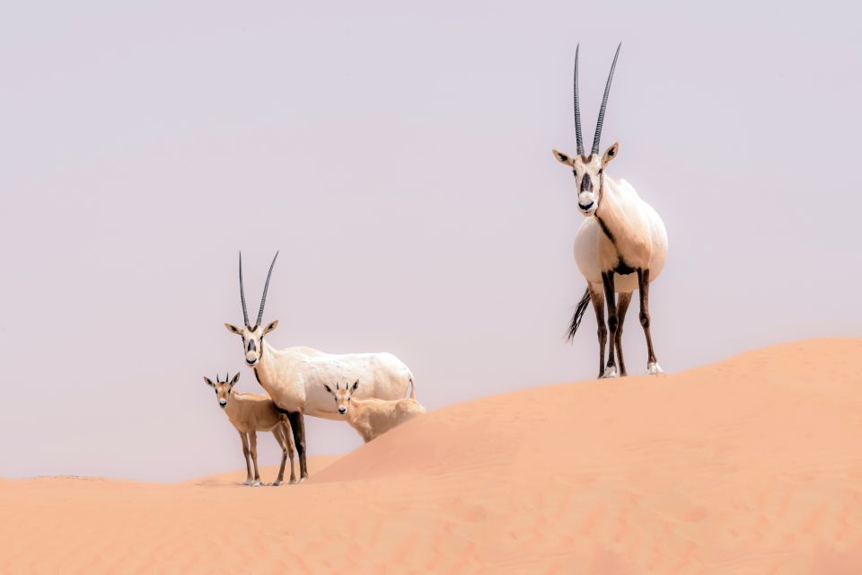 Oryxantilopen, Die Fauna und Flora, Sultanat Oman