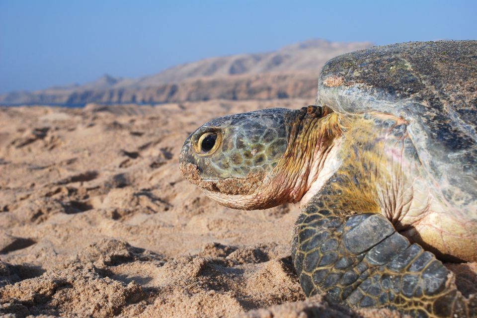 , Die Schildkröten von Ras al-Hadd, Die Fauna und Flora, Sultanat Oman