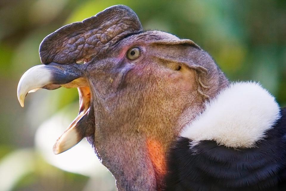 Der Kondor , Peru