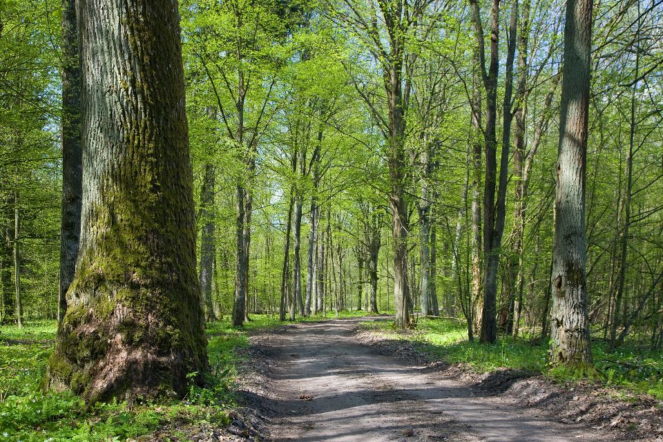 El bosque de Bialowieza , Polonia