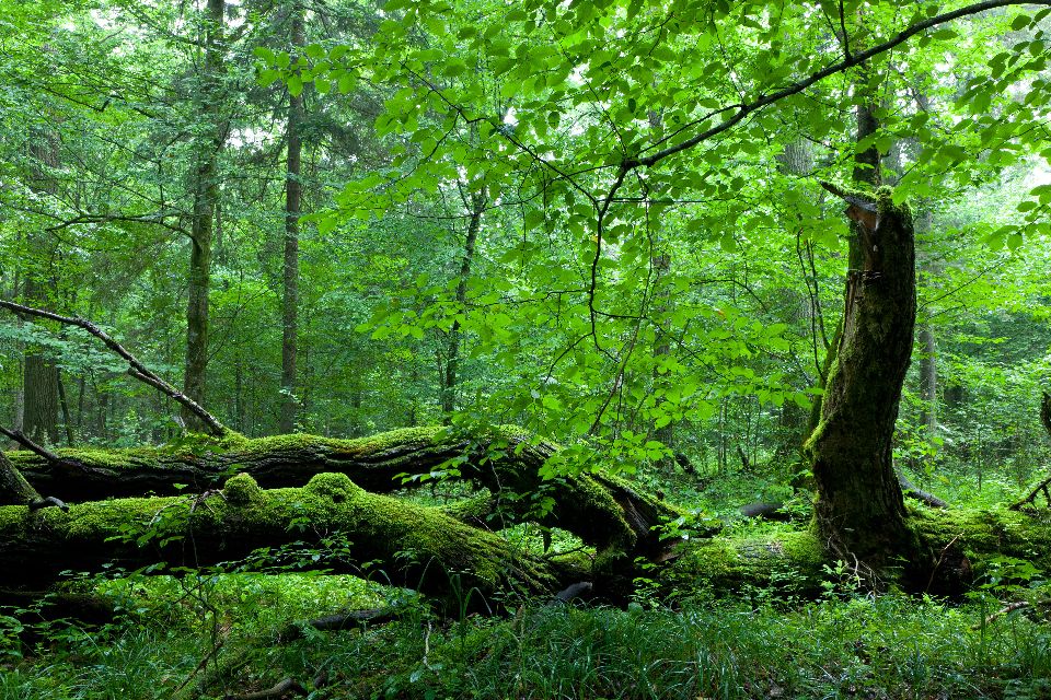 El bosque de Bialowieza , Polonia