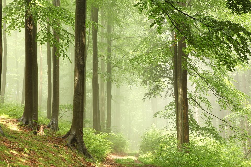 Les forêts , Pologne