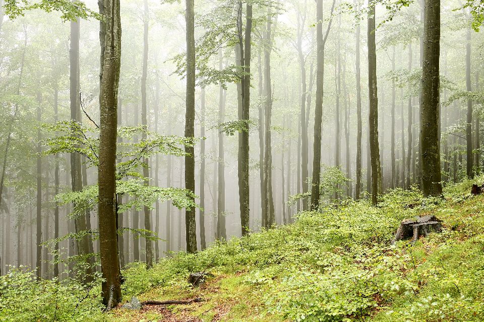 Los bosques , Polonia