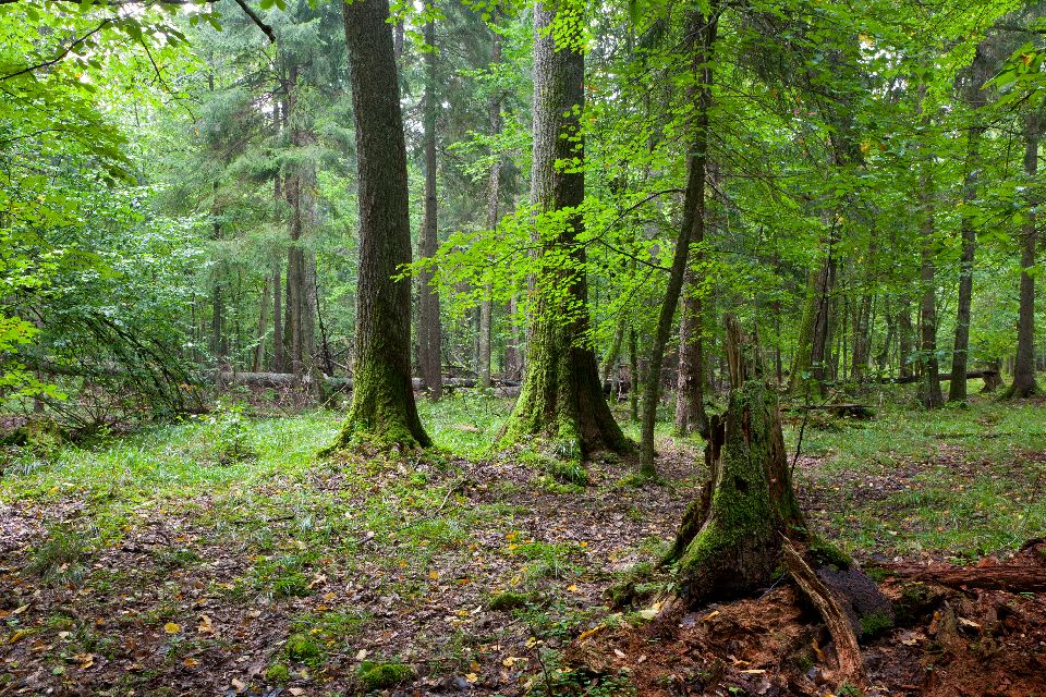 Los bosques , Polonia