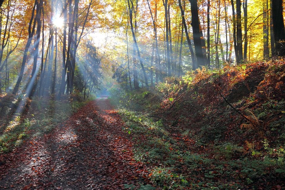 Wälder , Polen