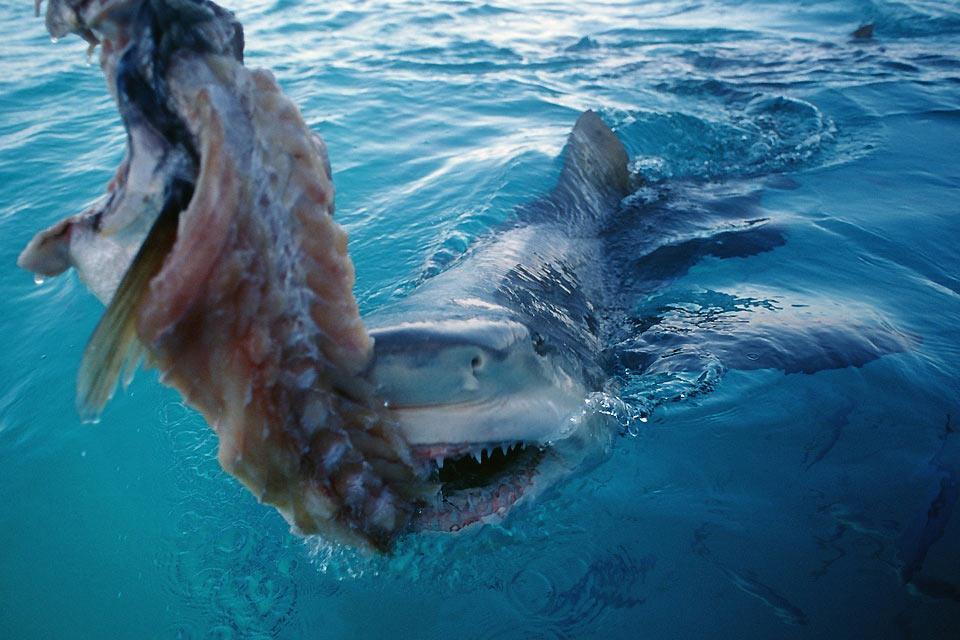 La pesca deportiva , La pesca de tiburones , Bahamas