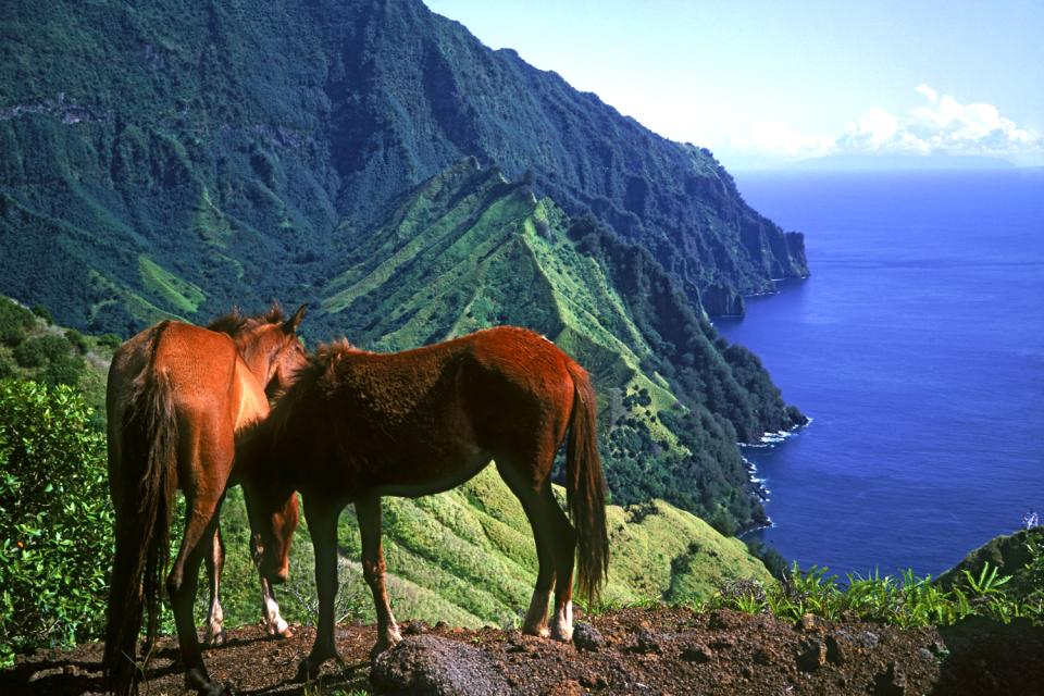 Die Pferde der Marquesas , Polynesien