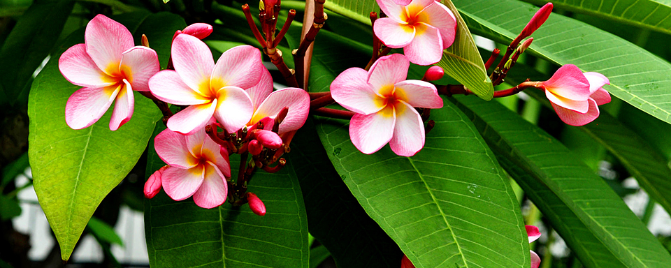 Botanical gardens - Tahiti, Bora Bora - French Polynesia