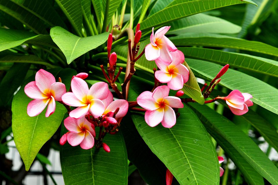 Botanische Gärten , Polynesien