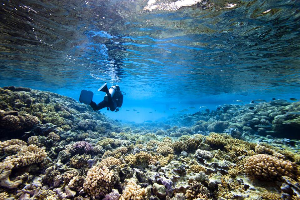 Le immersioni , Polinesia francese