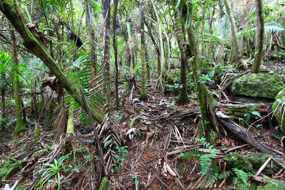 El bosque de El Yunque , Puerto Rico