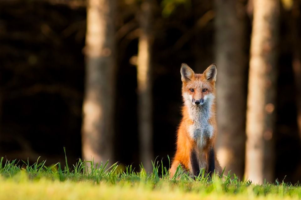 La Faune Le Nord Et Le Centre Du Portugal Portugal