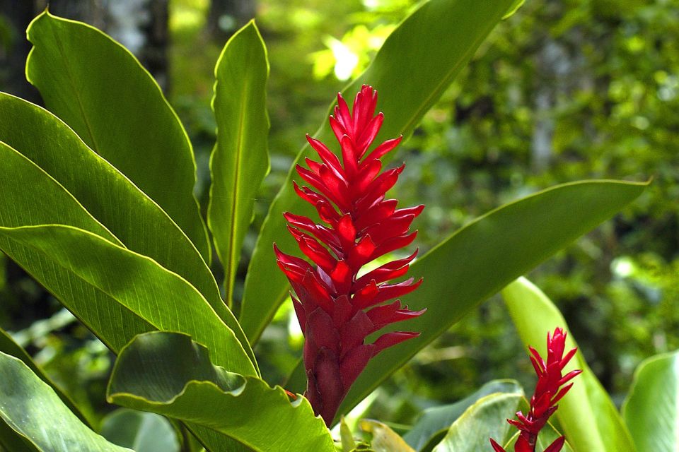 La flora, 8.000 especies de plantas tropicales, Fauna y flora, República Dominicana