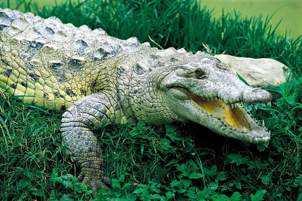El aligátor americano, La fauna terrestre, Fauna y flora, República Dominicana