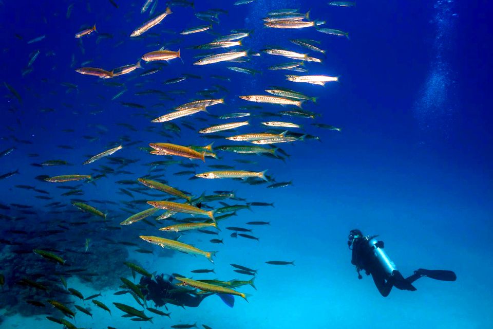 La barracuda, La fauna submarina, Fauna y flora, República Dominicana