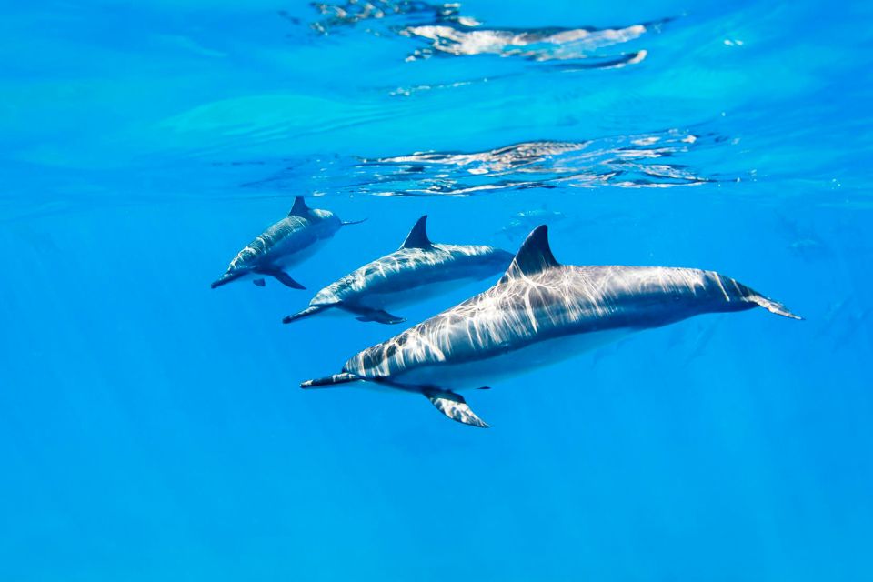 Delfines, La fauna submarina, Fauna y flora, República Dominicana
