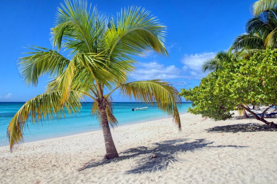 Les îles et les plages, République dominicaine, Antilles, Caraïbes, isla Saona, ile, saona, mer, plage, palmier, flore