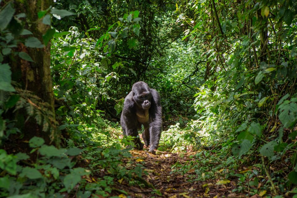 La fauna, Fauna y flora, República Democrática del Congo