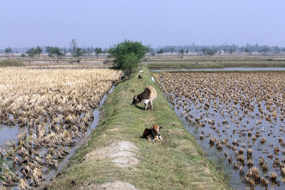 La région des Sundarbans , Bangladesh