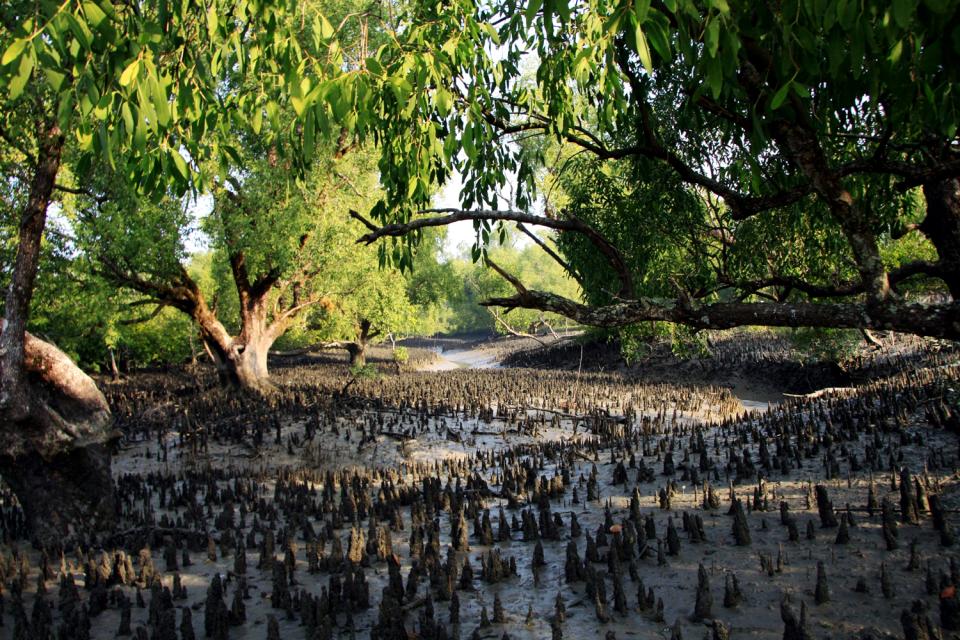 La région des Sundarbans , Bangladesh