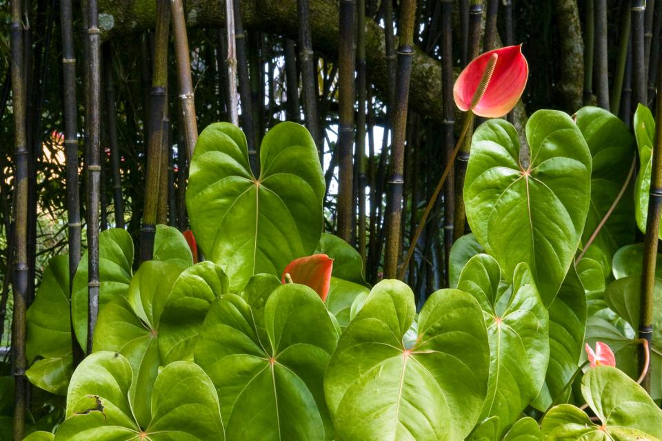 La flora , Gli ambienti naturali della Réunion , La Riunione