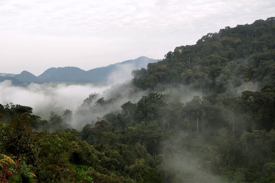 La selva primaria de Nyungwe , Ruanda