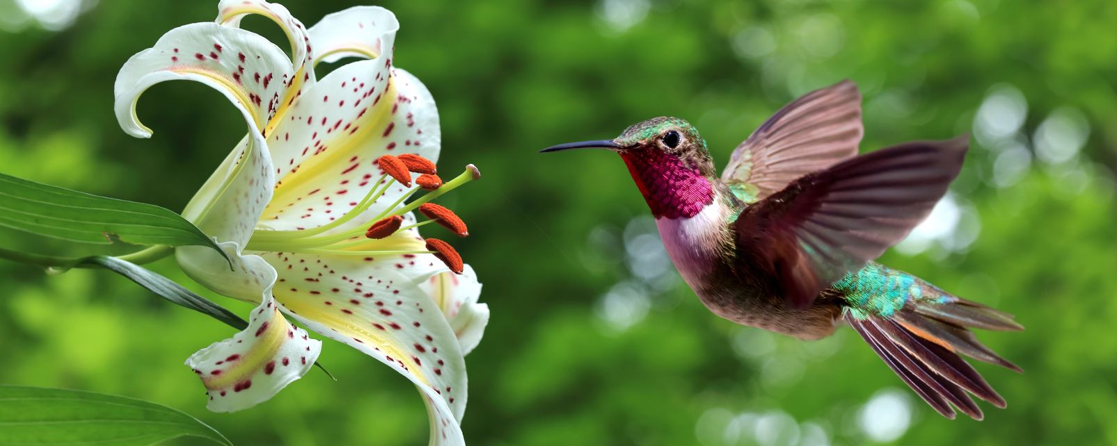 La Fauna Terrestre - Saint Lucia - St Lucia