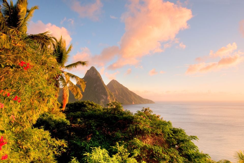 , Flora, The fauna and flora, St Lucia