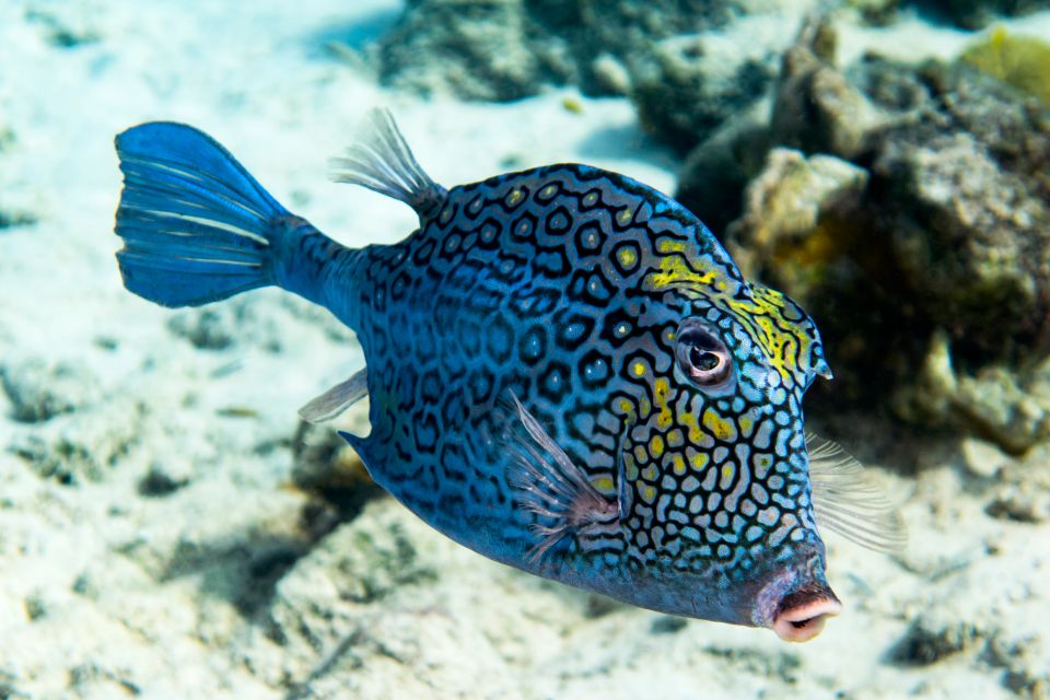 , Underwater wildlife, The fauna and flora, St Lucia