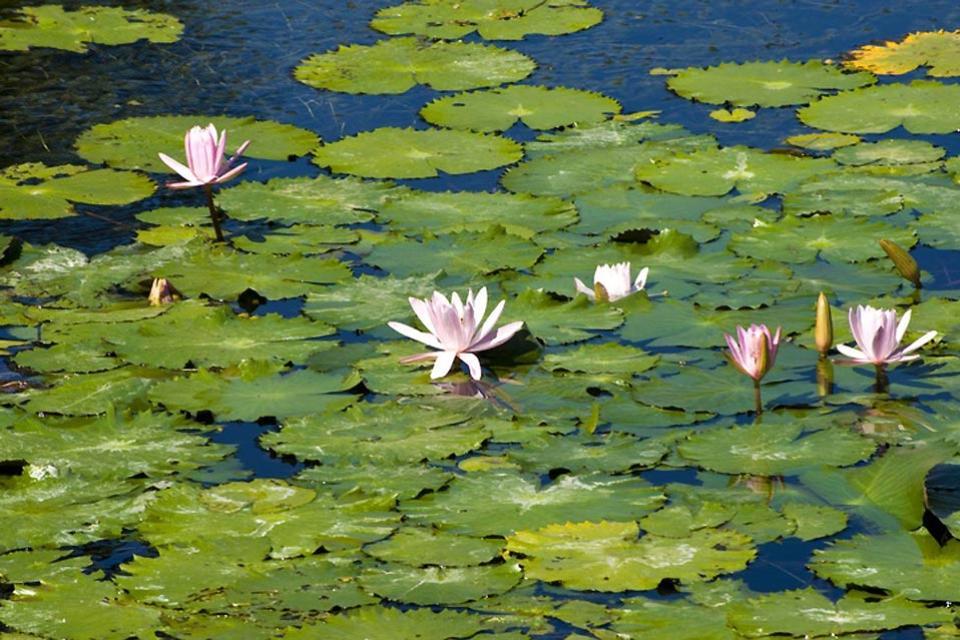 La flora , Il fior di loto , Indonesia