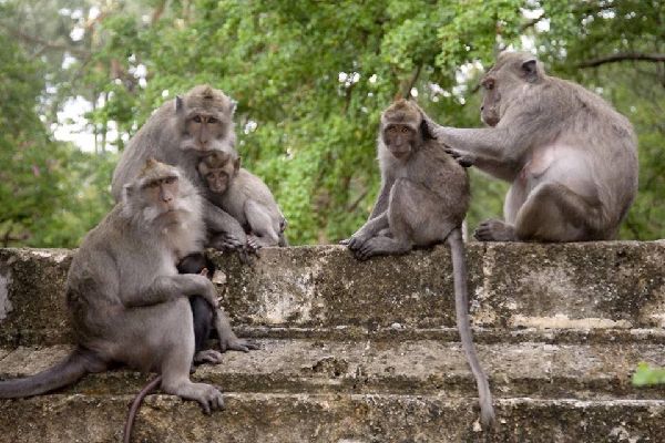 La Faune Bali Indonésie