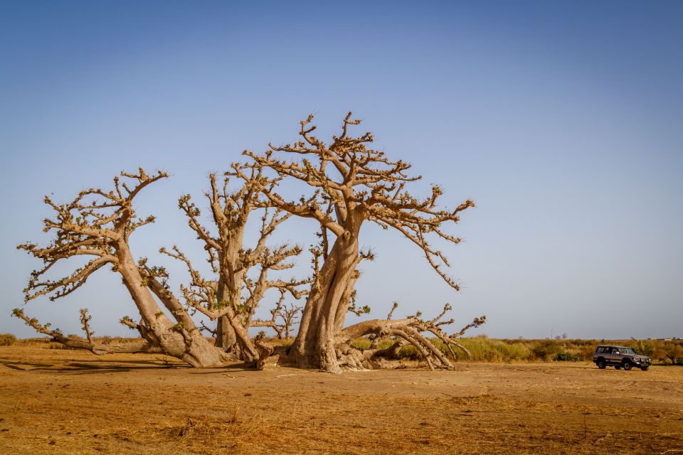 Les paysages, Sénégal, désert, ferlo, afrique, 4x4, voiture, transport, arbre, baobab