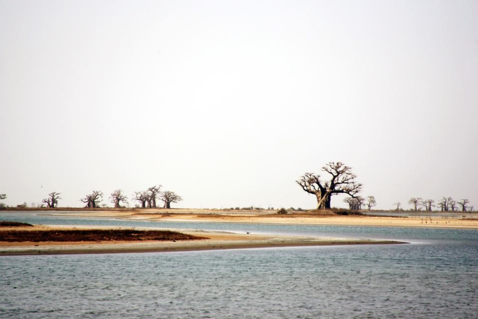Sine Saloum Delta , Baobabs on the banks of the Sine Saloum , Senegal