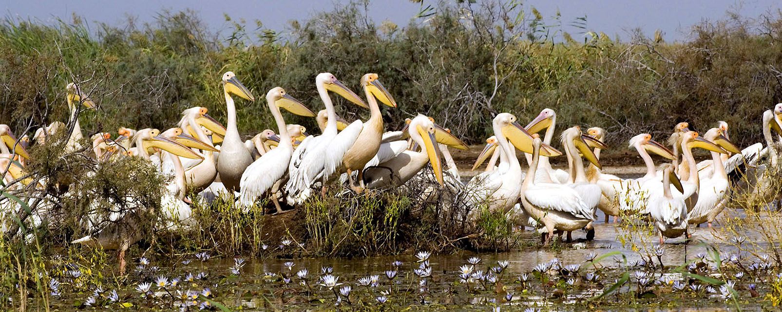 Der Djoudj-Nationalpark - Senegal