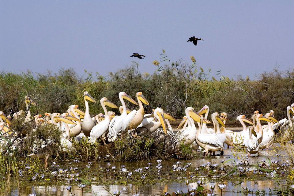 El parque nacional de Djoudj, El Parque Nacional de Djoudj, Fauna y flora, Senegal