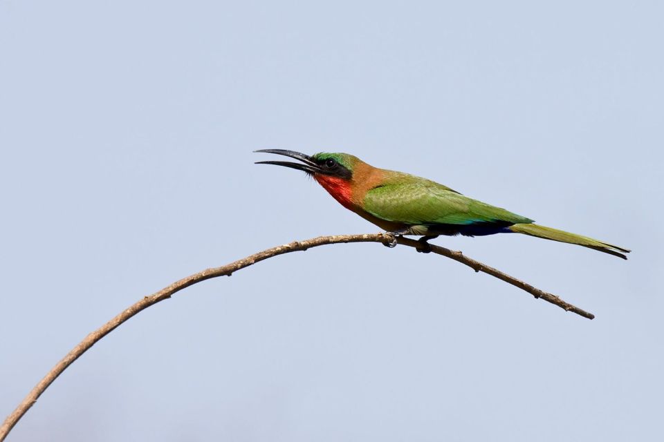 , El Parque de Niokolo Koba, Fauna y flora, Senegal