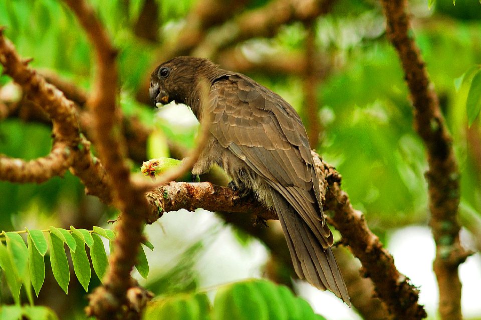 Mai Valley (Praslin) , The black parrot , Seychelles