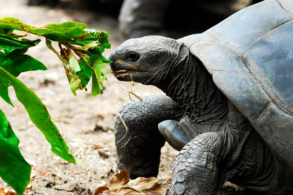 Les tortues , A table... , Seychelles