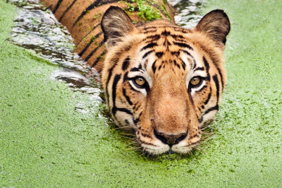 Le tigre Royal du Bengale , Bangladesh