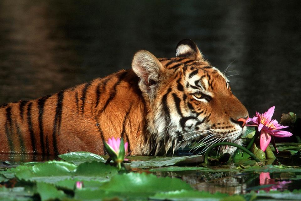 Le tigre Royal du Bengale , Bangladesh