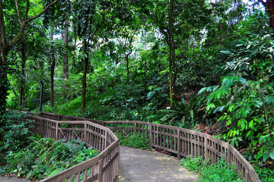 The Bukit Timah Nature Reserve Singapore