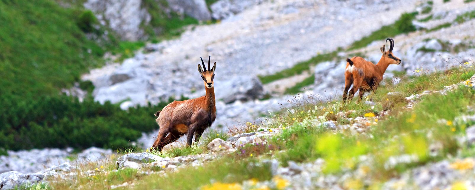 Resultado de imagen para FLORA Y FAUNA DE ESLOVENIA