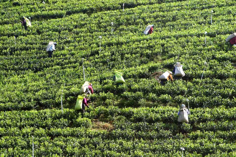Tea plantations , Women tea pluckers , Sri Lanka